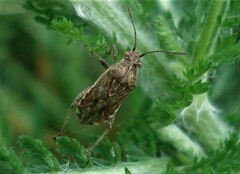 Stictopleurus punctatonervosus