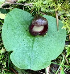 Corybas incurvus