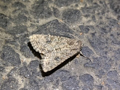 Noctuinae