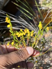 Erica campanularis