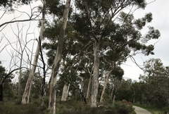 Eucalyptus
