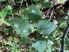 Lamium galeobdolon