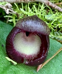 Corybas incurvus