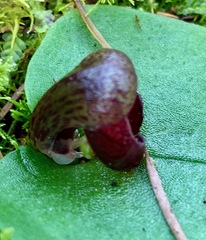 Corybas incurvus