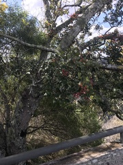 Alectryon subdentatus