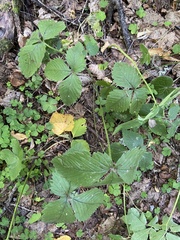 Fragaria moschata