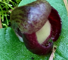 Corybas incurvus