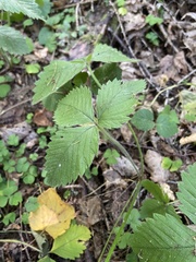 Fragaria moschata