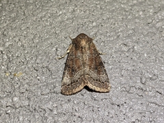 Orthosia hibisci