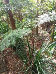 Cyatheaceae