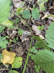 Fragaria moschata