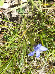 Gentianopsis ciliata