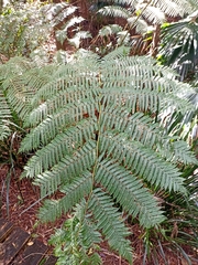 Cyatheaceae