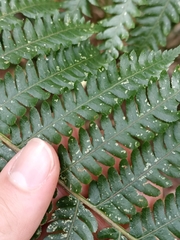 Cyatheaceae