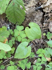 Maianthemum bifolium