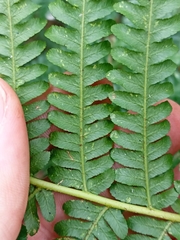 Cyatheaceae