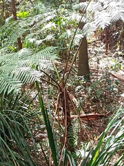 Cyatheaceae