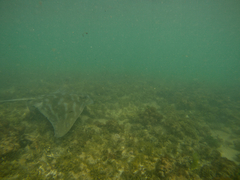 Myliobatis tenuicaudatus