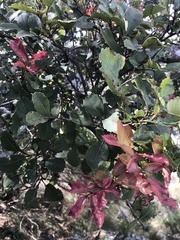 Alectryon subdentatus