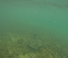 Myliobatis tenuicaudatus