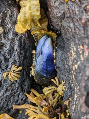 Mytilus edulis