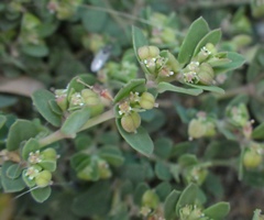 Euphorbia blodgettii