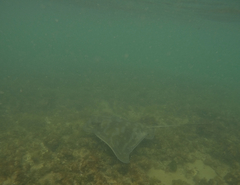 Myliobatis tenuicaudatus