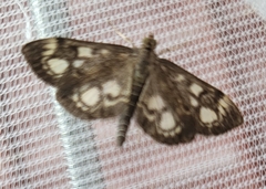 Anania coronata
