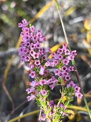 Erica intervallaris