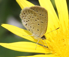 Zizeeria knysna knysna