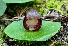 Corybas incurvus