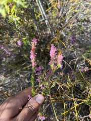 Erica intervallaris