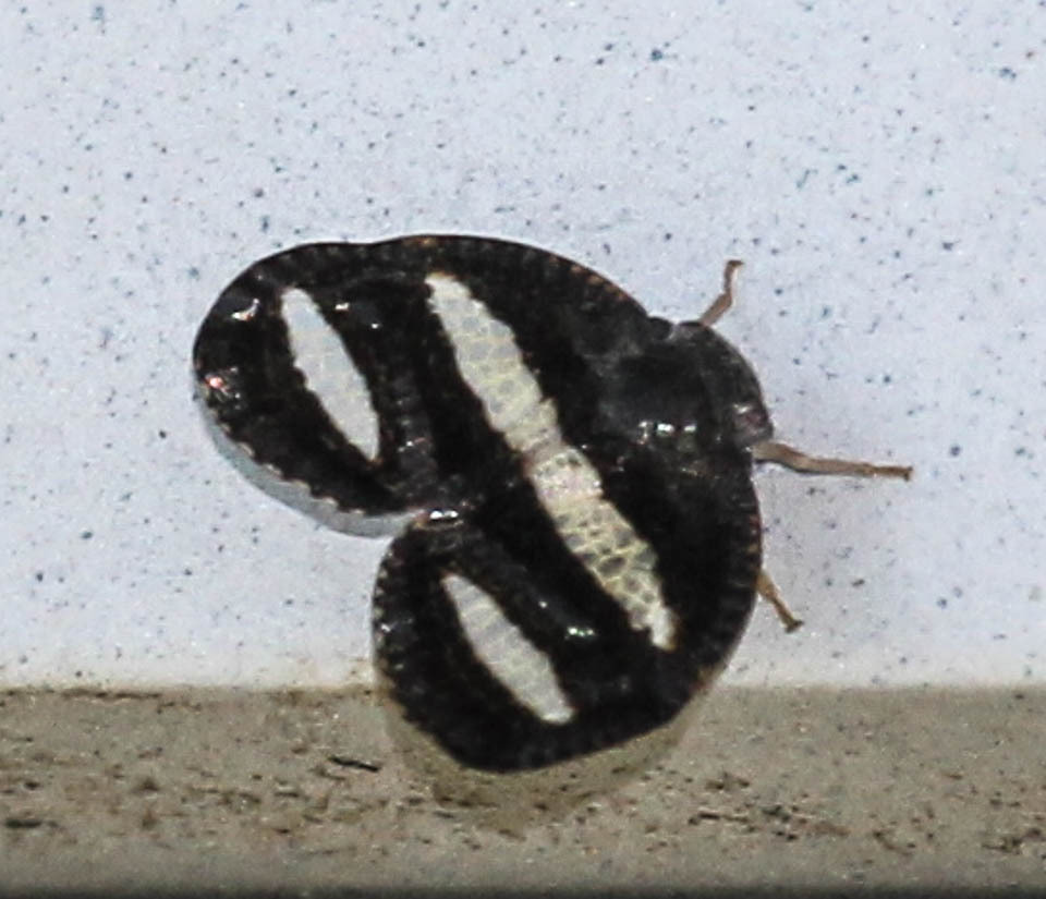Twobanded Mulvia