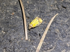 Agapeta zoegana