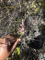 Erica intervallaris
