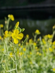 Brassica napus