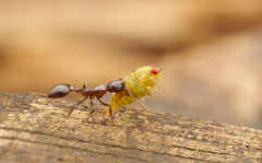 Cardiocondyla paradoxa