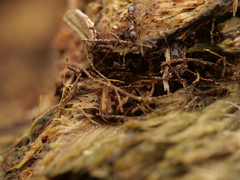 Cardiocondyla paradoxa
