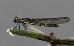 Platycypha caligata