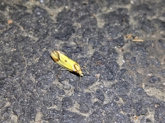 Agapeta zoegana