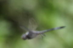 Zygonyx natalensis