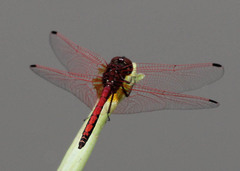 Trithemis arteriosa