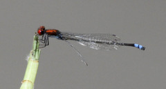 Pseudagrion massaicum
