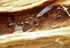 Cardiocondyla paradoxa