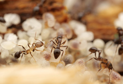 Cardiocondyla paradoxa