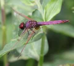 Trithemis annulata