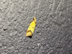 Agapeta zoegana