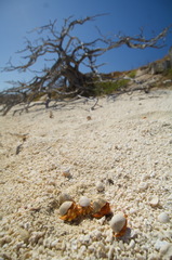 Coenobita perlatus