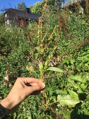 Rumex obtusifolius