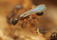 Cardiocondyla paradoxa